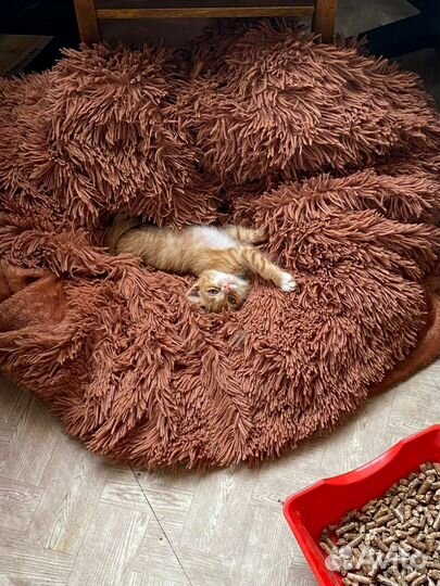 Рыжий котенок в добрые руки