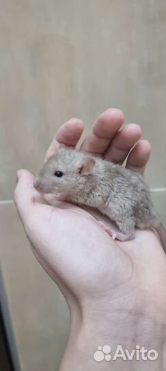 Крысята крыса дамбо вельветин рекс