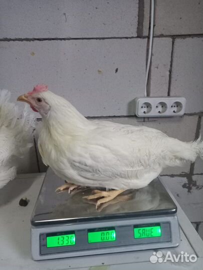 Куры яичного направления продуктивности