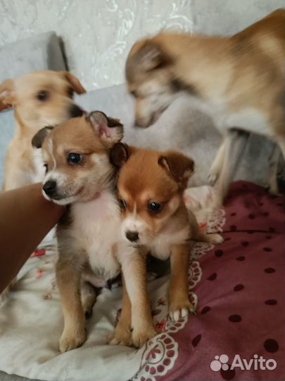 Той-терьер щенки