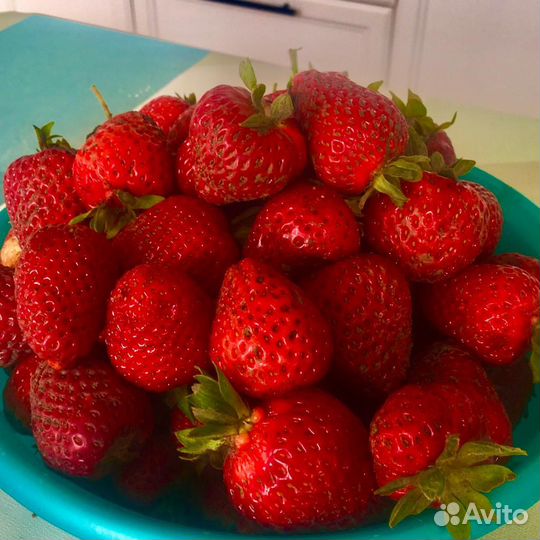 Продам трёхлетние плодоносящие кусты клубники