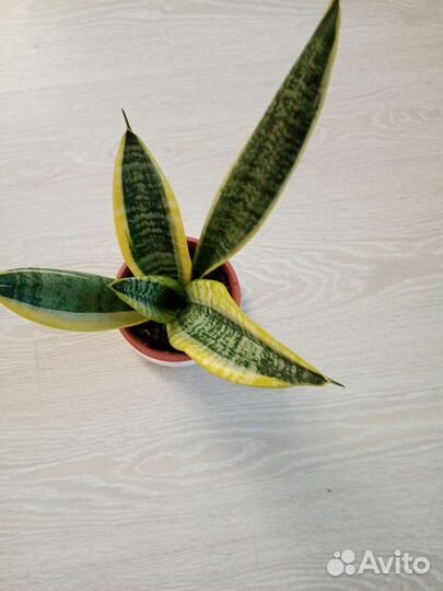 Сансевиерия лауренти