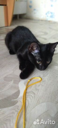 Котик Витас