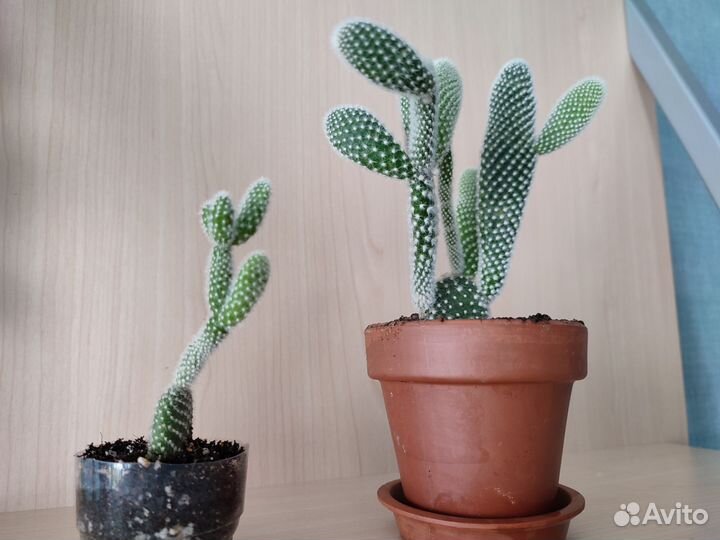 Кактус карликовая опунция