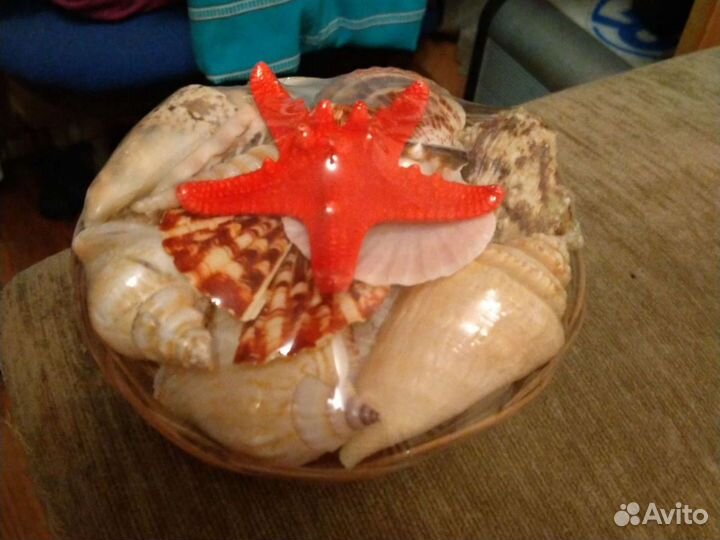 Ракушки с тёплого моря