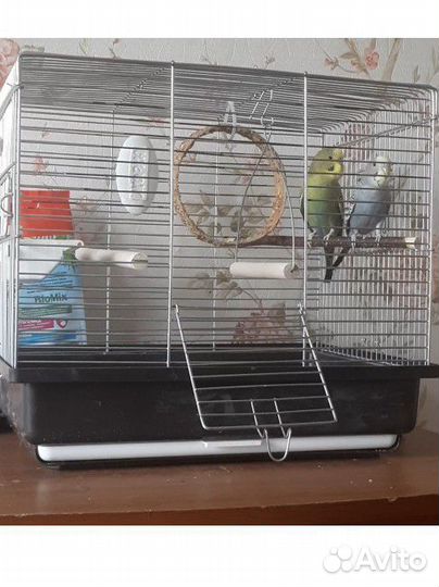 Волнистый попугай 2 парня