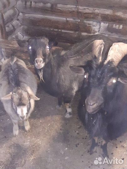 Козёл и Козы