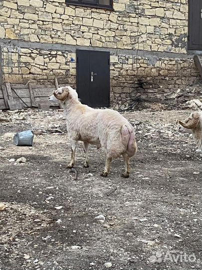 Курдючные бараны