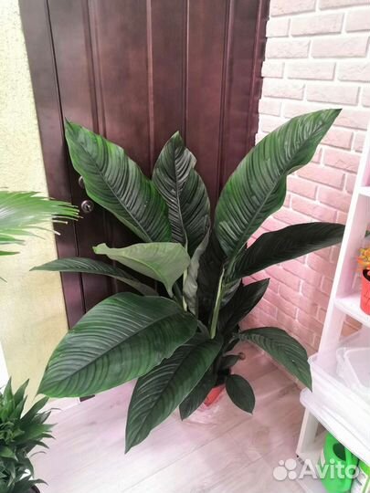 Спатифиллум сенсация (женское счастье) 24/130