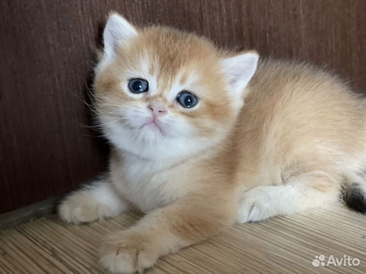 Золотинки бриташки