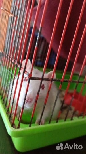 Крыса Белая