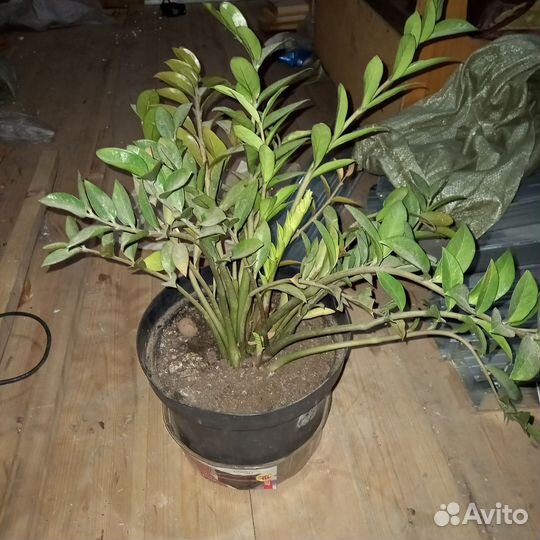 Замиокулькас