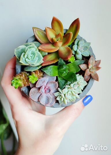 Суккуленты