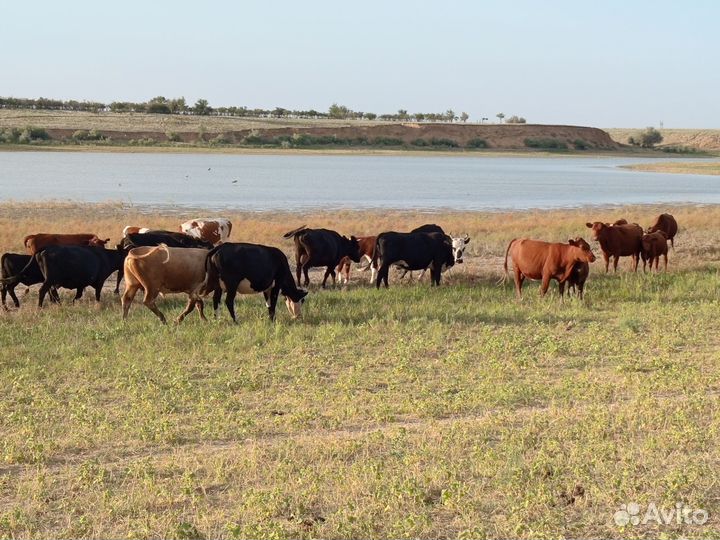 Коровы телки