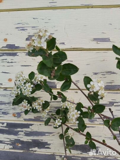 Саженцы черноплодной рябины