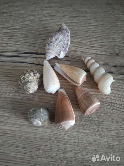 Морские раковины