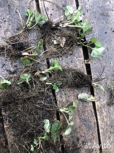 Земклуника, земляника, цветы садовые