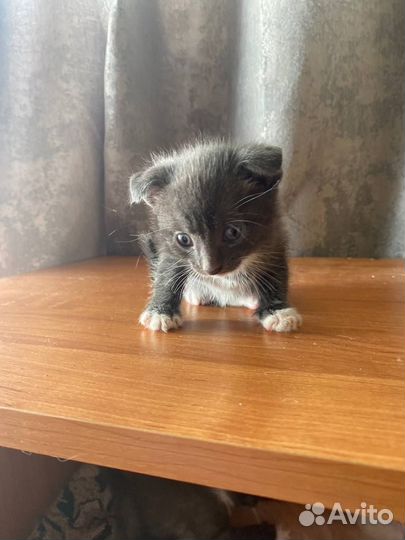 Котята в добрые руки бесплатно