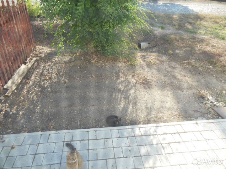 Кошечка в добрые руки