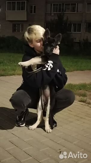 Услуги кинолога