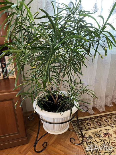 Комнатный цветок