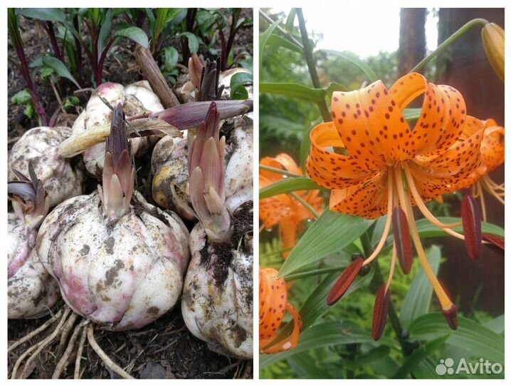 Сентябринки,луковицы Лилии тигровой