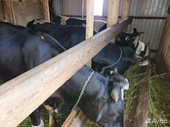 Быки на мясо живым весом