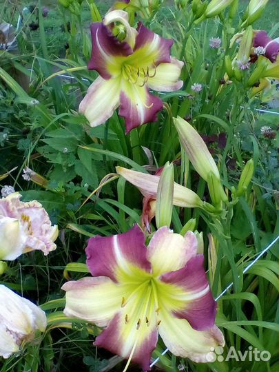 Лилейники сортовые