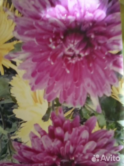 Хризантема кустовая