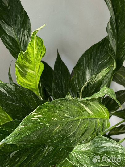 Спатифиллум даймонд вариегатный