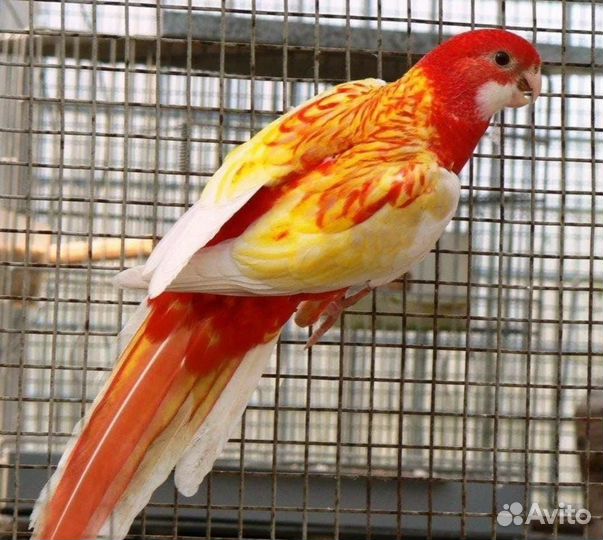 Попугай розелла