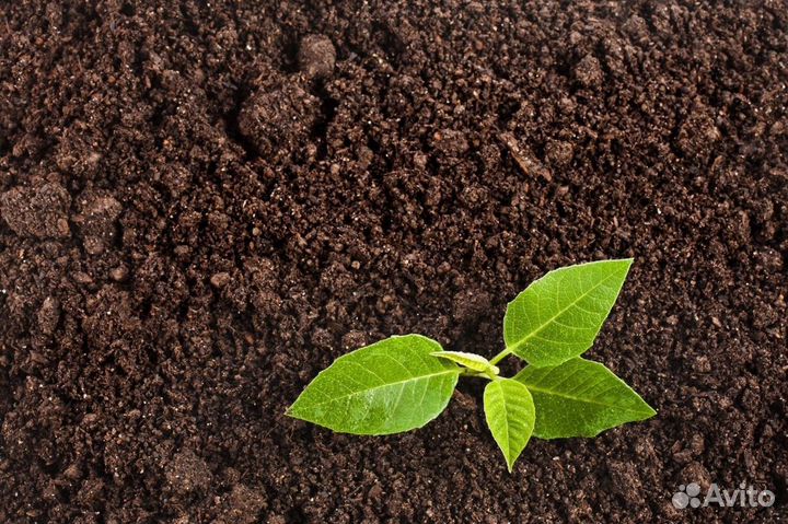 Торфогрунт