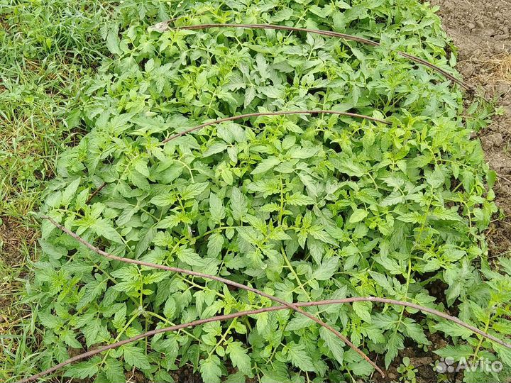 Рассада помидор