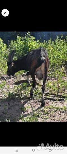 Англо нубийский козел вязка