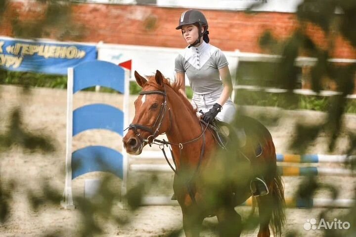 Мерин Буденновский