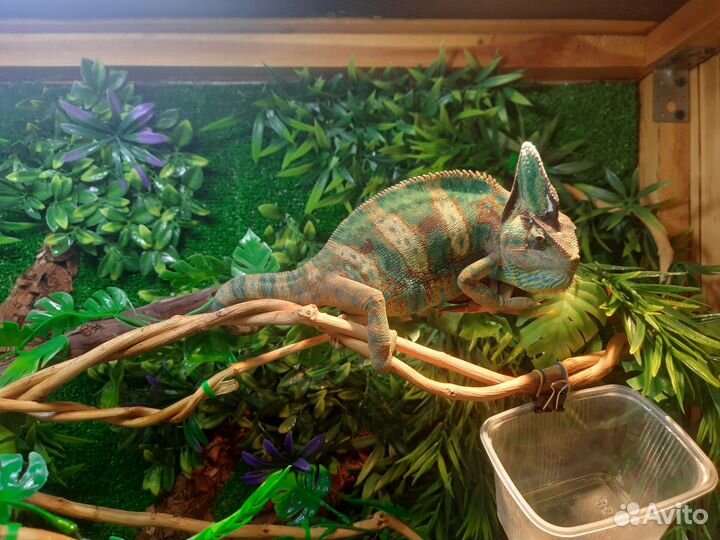 Йеменский хамелеон с террариумом