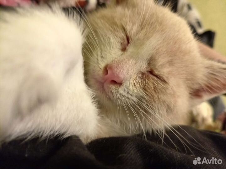 Отдам котенка в добрые руки
