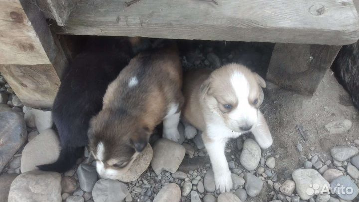 Щенки маламут