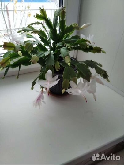 Декабрист шлюмбергера