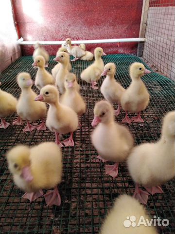 Муларды запись на 29 августа