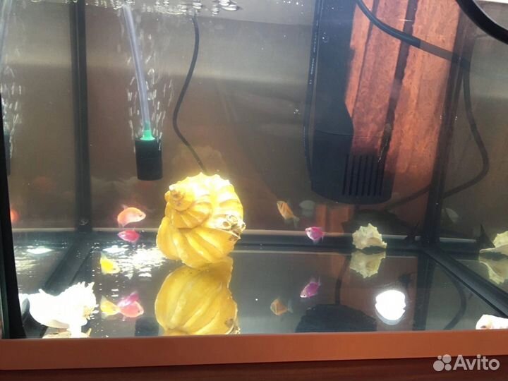 Аквариум