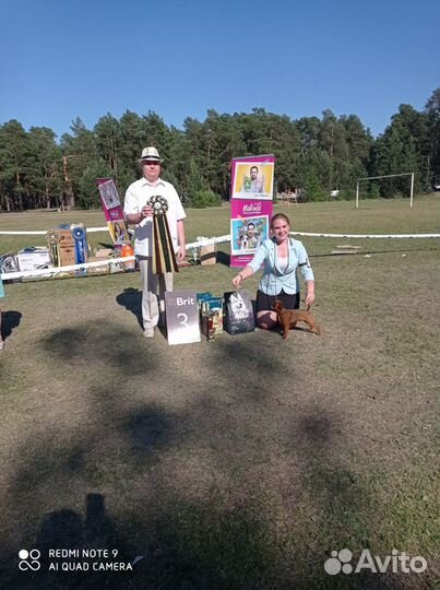 Услуги Хендлера