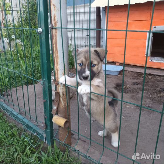 Хаски в добрые руки