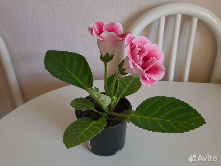 Глоксиния махровая