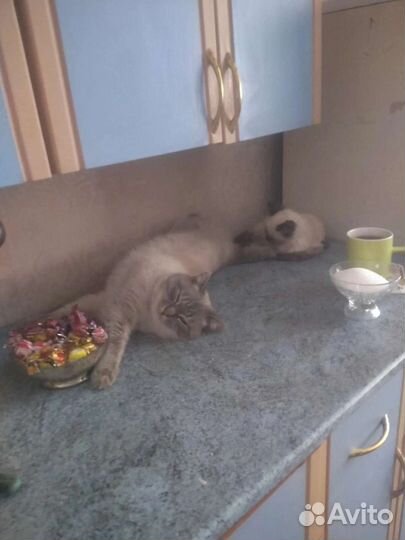Сиамские котята