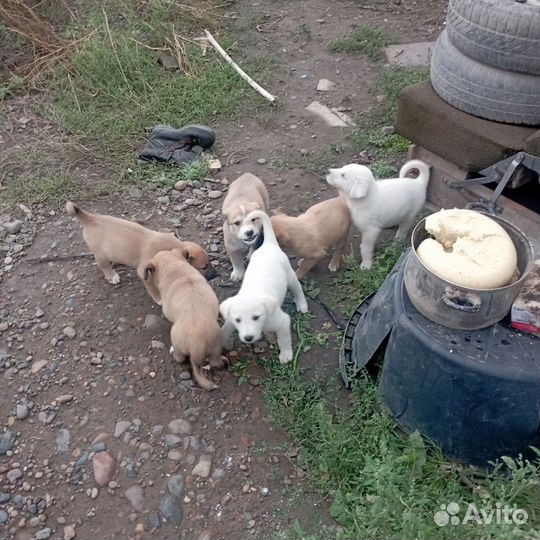 Отдам бесплатно в хорошие руки