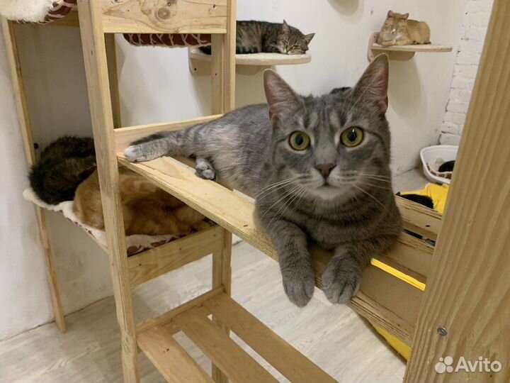 Котик Мышонок