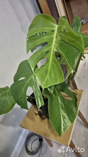 Монстера вариегатная