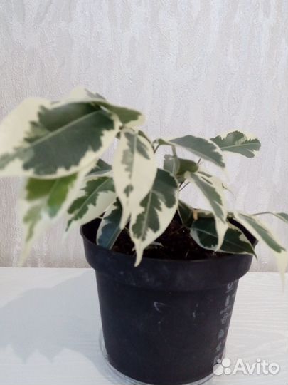 Комнатные цветы фикус