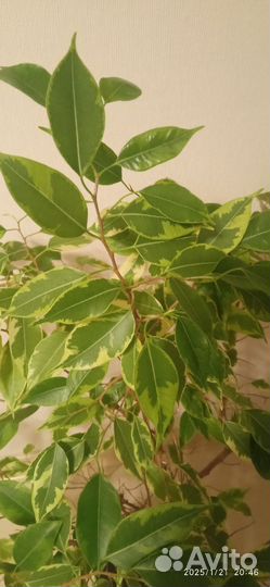 Фикус бенджамина пестролистный